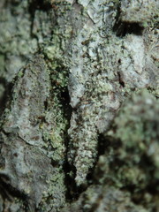 Chaenotheca trichialis