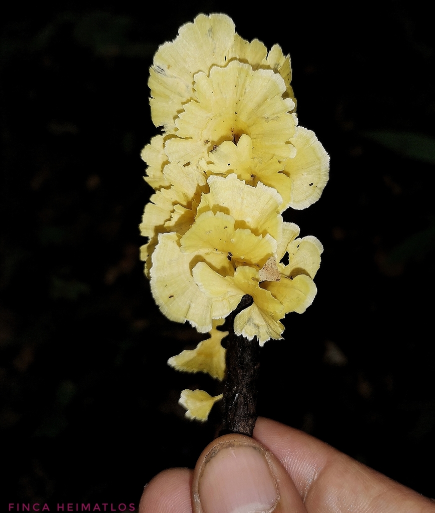 Cotylidia aurantiaca · November 2020 · photo: © heimatlos (iNaturalist, cc0)