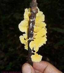 Cotylidia aurantiaca