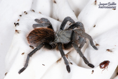 Aphonopelma madera