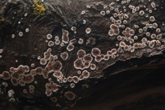 Cylindrobasidium evolvens