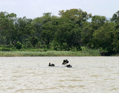 Plectropterus gambensis