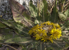 Inula rhizocephala