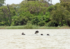 Plectropterus gambensis