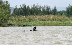 Plectropterus gambensis