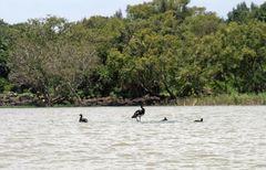 Plectropterus gambensis