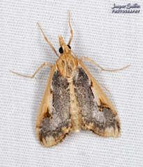 Loxostege albiceralis