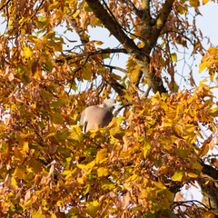 Columba palumbus