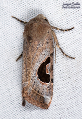 Hypotrix lunata