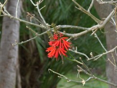 Erythrina corallodendron