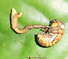 Ophiocordyceps araracuarensis