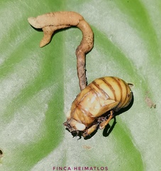 Ophiocordyceps araracuarensis