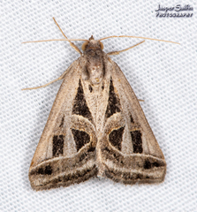 Callistege diagonalis