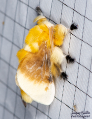 Megalopyge bissesa
