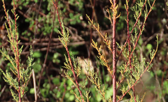 Tamarix africana