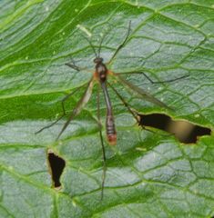 Ptychoptera albimana