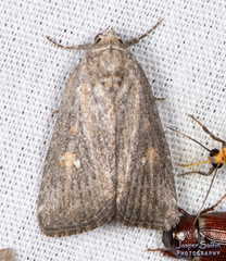 Condica begallo