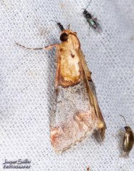 Cacozelia basiochrealis