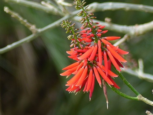 Red Bean Tree (Erythrina corallodendron)