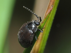 Eubria palustris