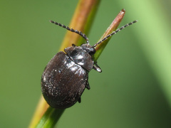 Eubria palustris