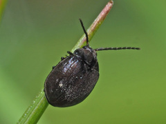 Eubria palustris
