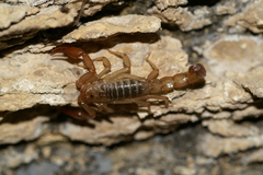 Vaejovis intermedius