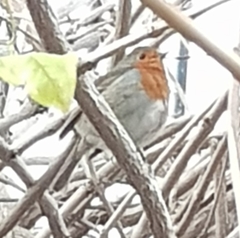 Erithacus rubecula