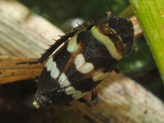 Planaphrodes nigritus