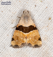 Cobubatha lixiva