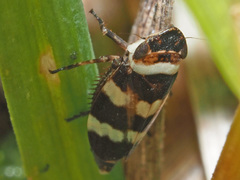 Planaphrodes nigritus