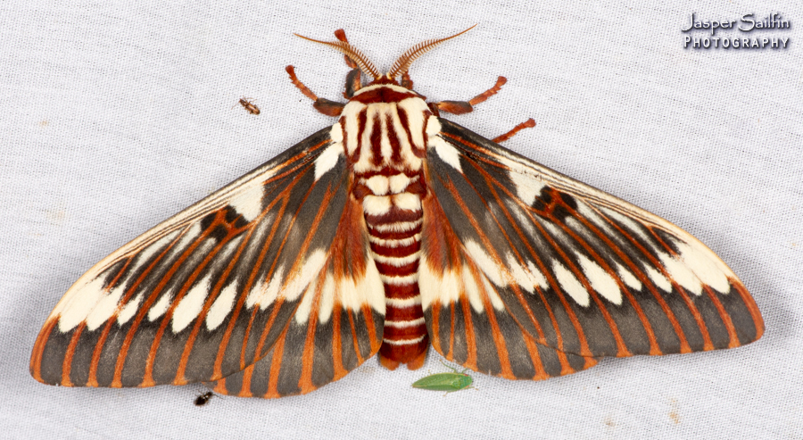 Royal Moths