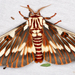 Royal Moths - Photo (c) John Christensen, some rights reserved (CC BY-NC), uploaded by John Christensen