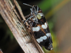 Planaphrodes nigritus