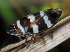 Planaphrodes nigritus