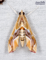 Agathodes monstralis