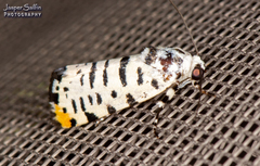 Tarache idella