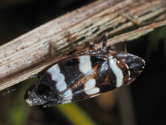 Planaphrodes nigritus