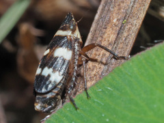 Planaphrodes nigritus