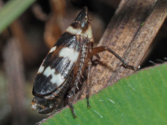 Planaphrodes nigritus