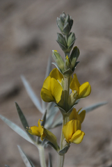 Thermopsis mongolica