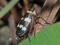 Planaphrodes nigritus