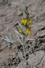 Thermopsis mongolica