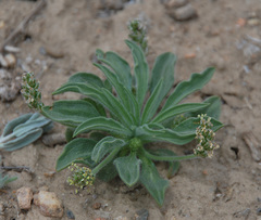 Plantago minuta