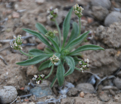 Plantago minuta