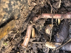 Lumbricus terrestris