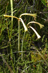 Cyrtanthus ochroleucus