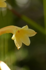 Cyrtanthus ochroleucus