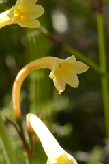 Cyrtanthus ochroleucus