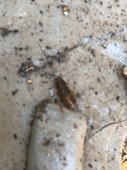 Blattoidae